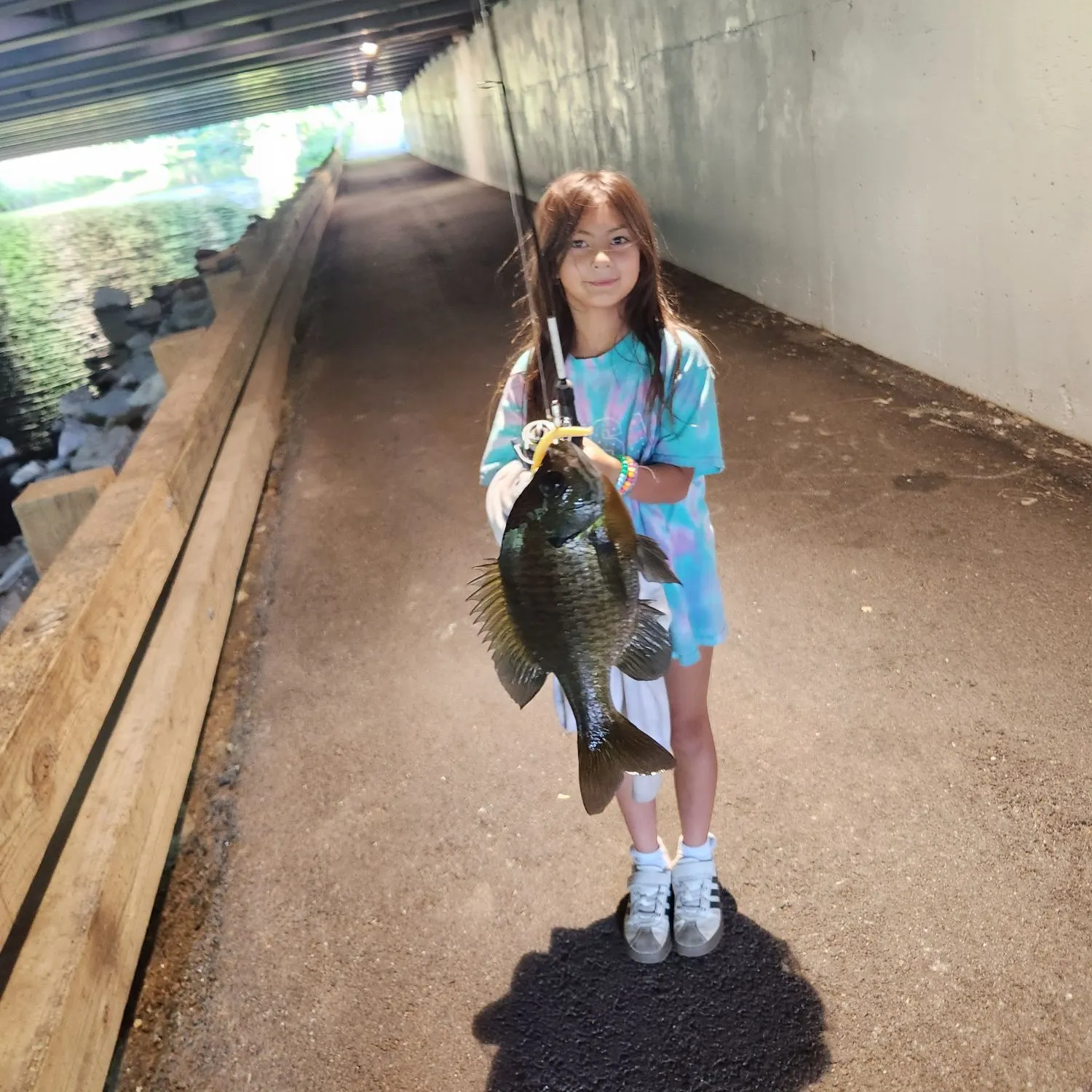 Bluegill caught on Fishbrain