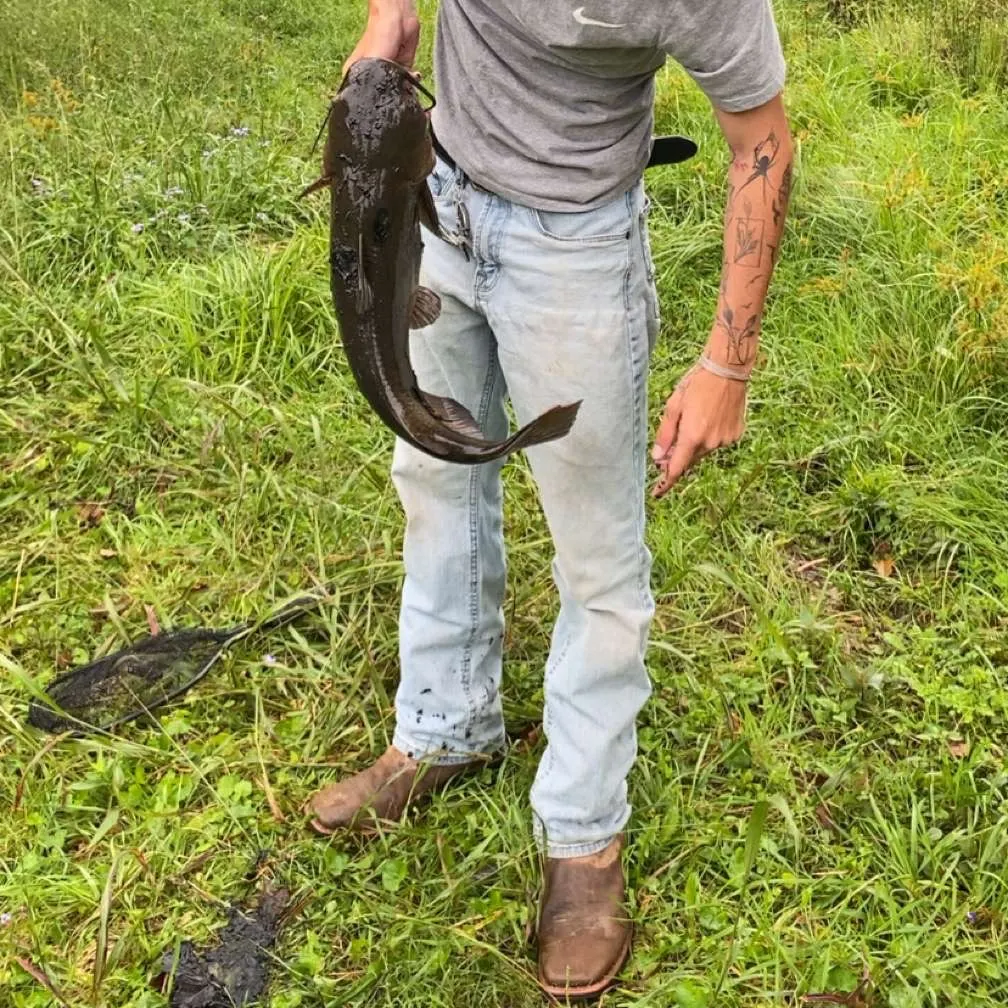 Channel catfish caught on Fishbrain