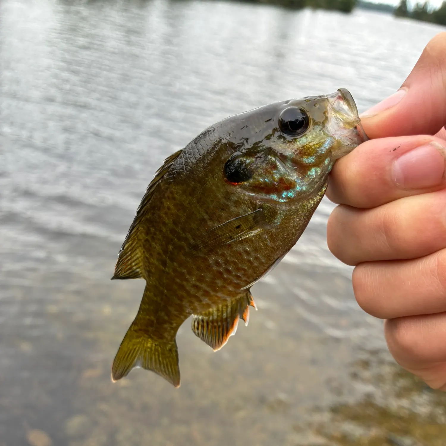 Greengill hybrid caught on Fishbrain