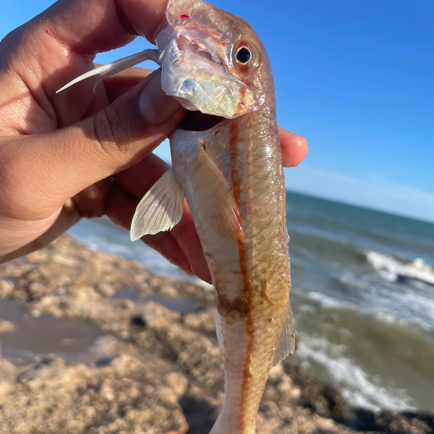 most liked catch image