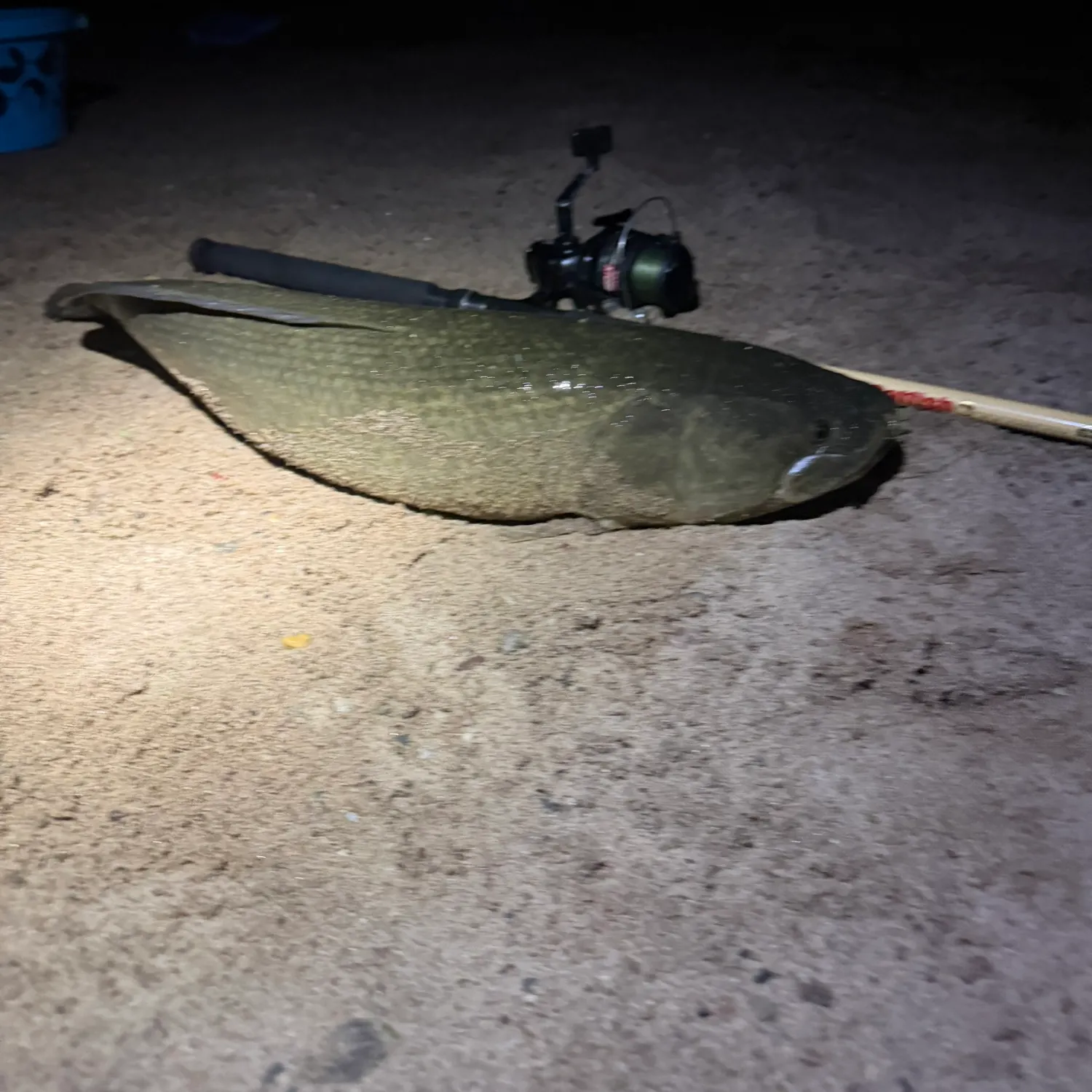The most recent Eyetail bowfin catches on Fishbrain