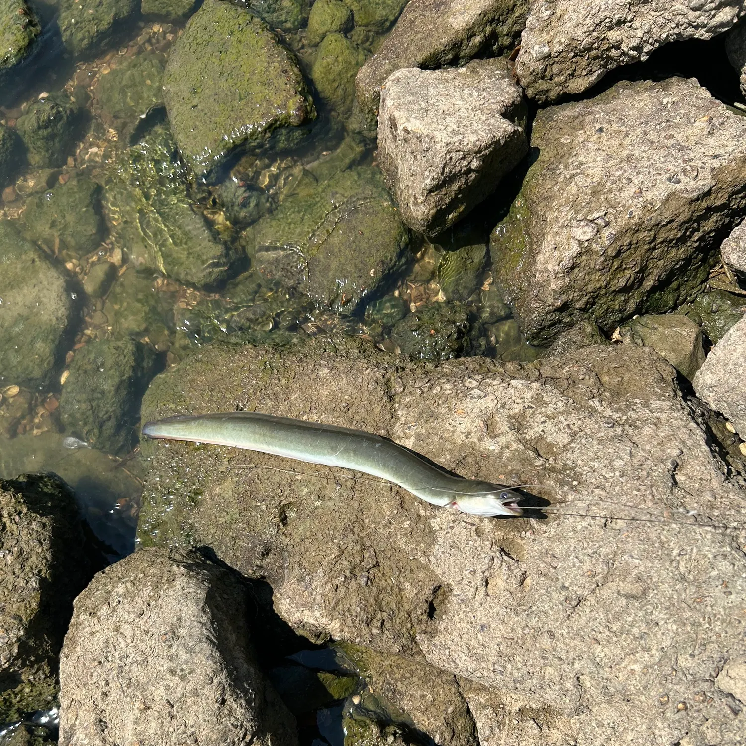 American eel caught on Fishbrain