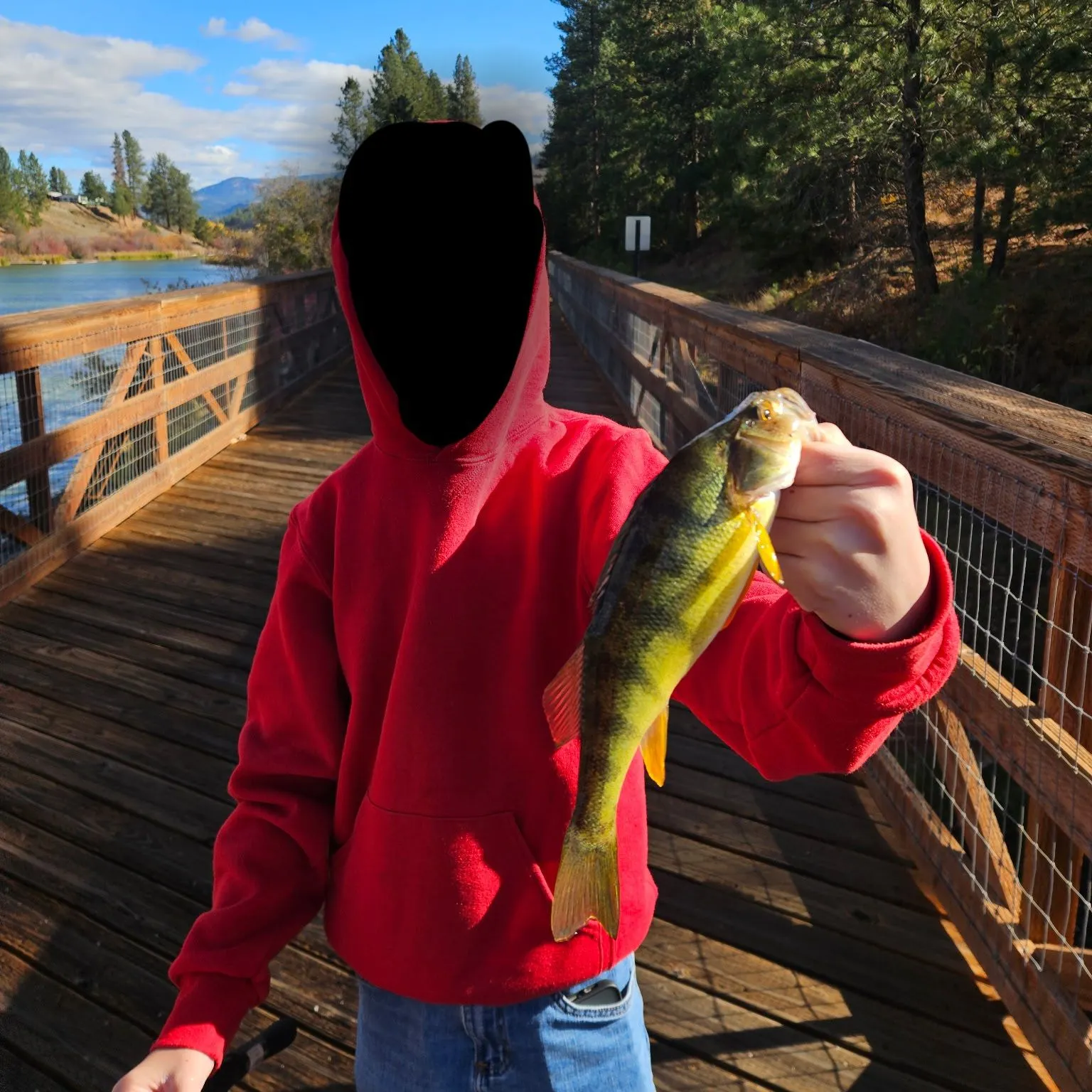 Yellow perch caught on Fishbrain
