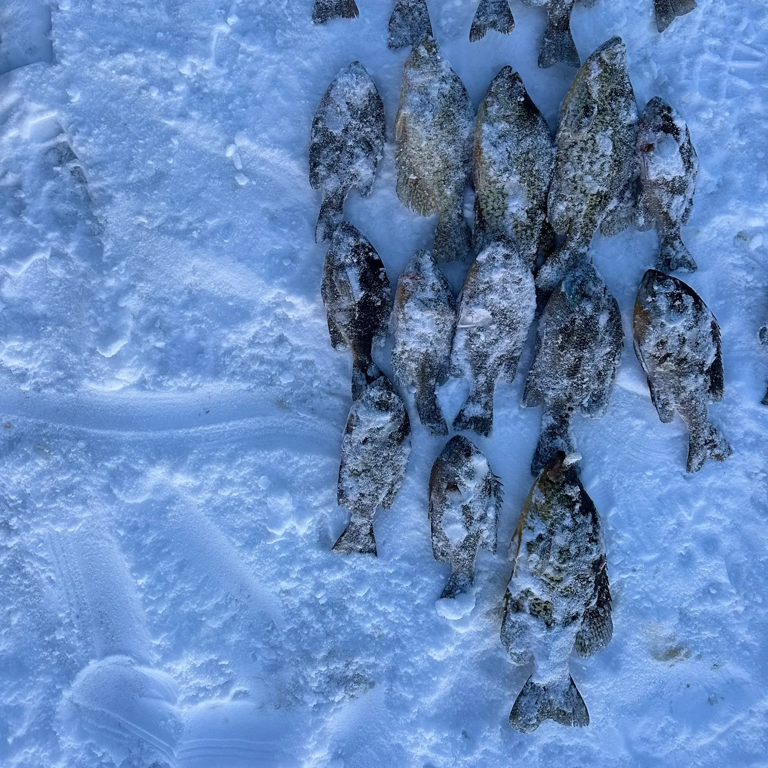 recently logged catches