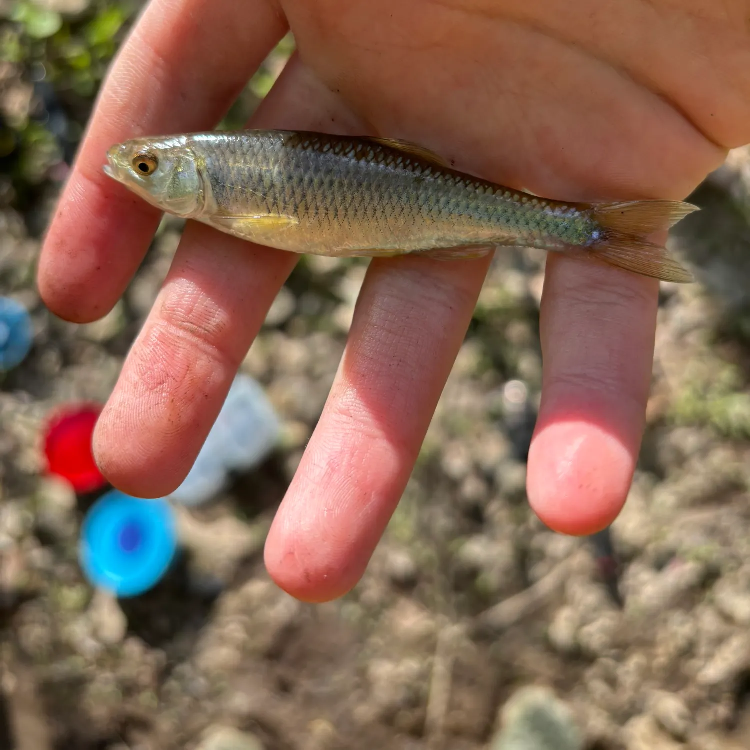 The most recent Plateau shiner catches on Fishbrain