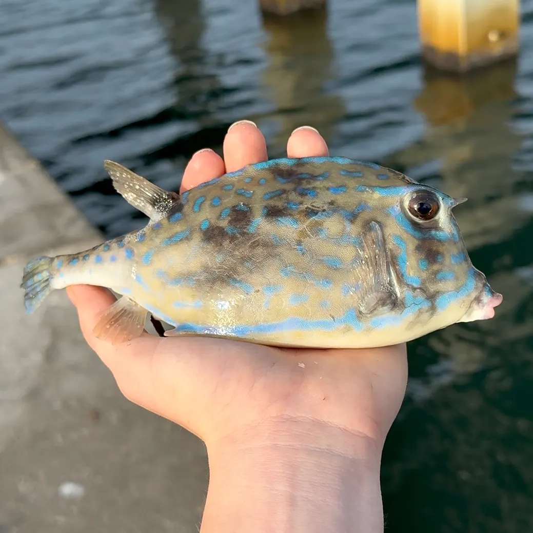 The most recent Scrawled cowfish catches on Fishbrain