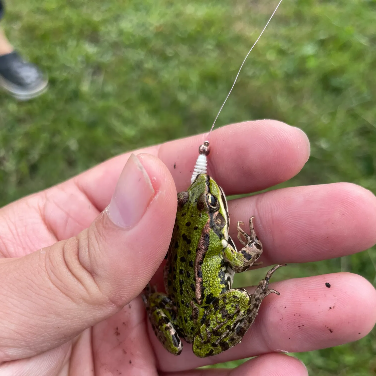 Green frog caught on Fishbrain