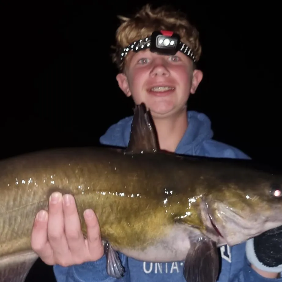 Channel catfish caught on Fishbrain