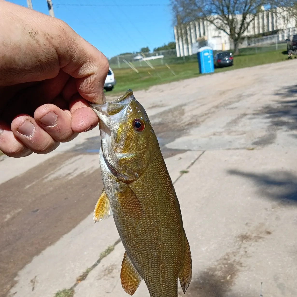 Smallmouth bass caught on Fishbrain