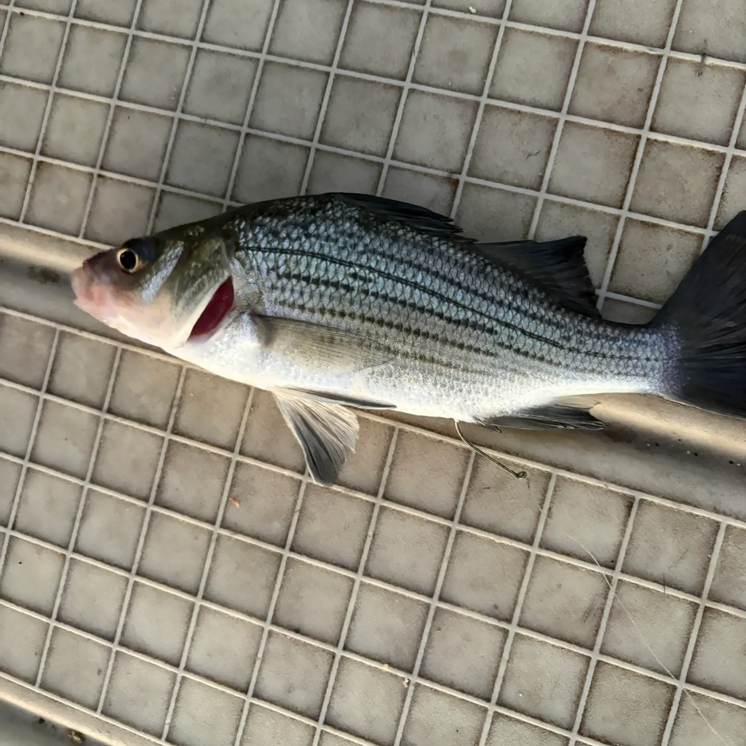 White bass caught on Fishbrain