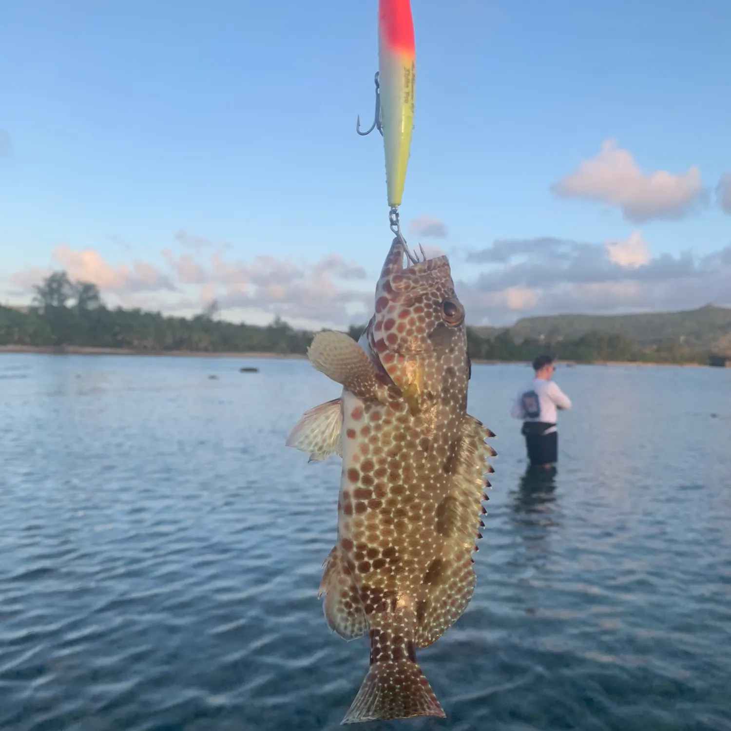 The most popular recent Honeycomb grouper catch on Fishbrain