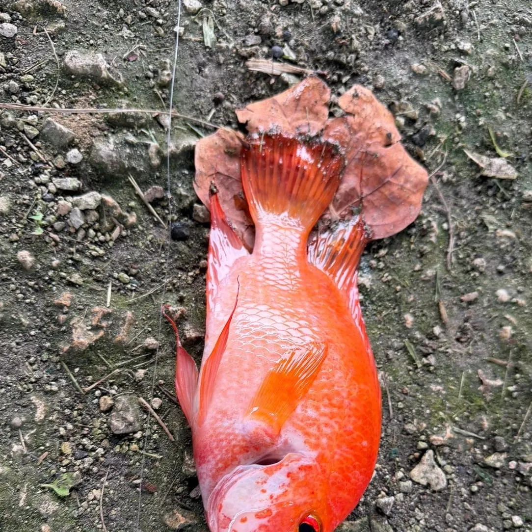 Red tilapia caught on Fishbrain
