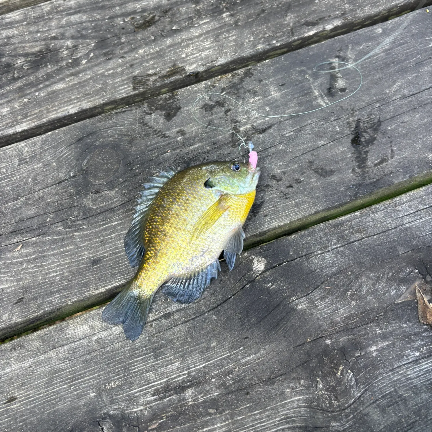 recently logged catches