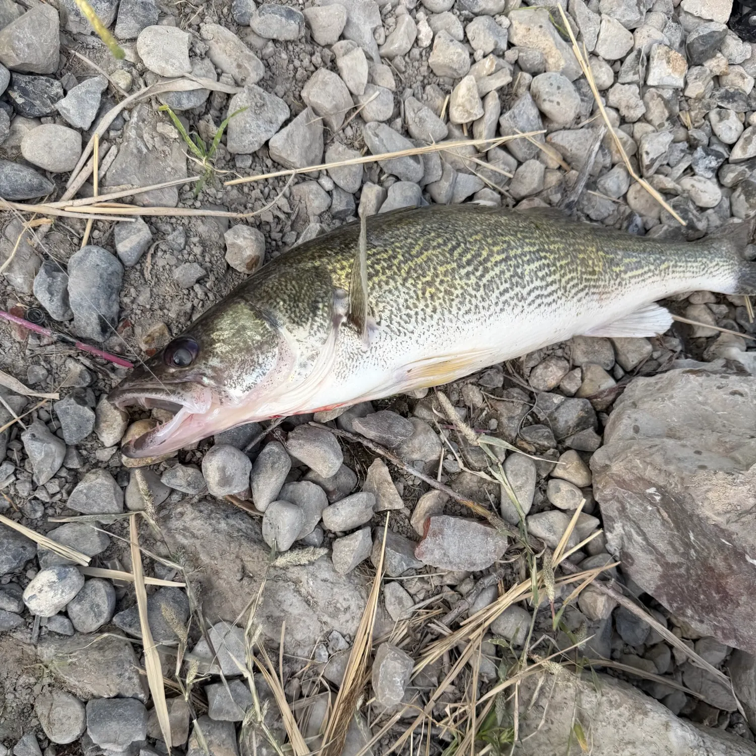 Walleye caught on Fishbrain