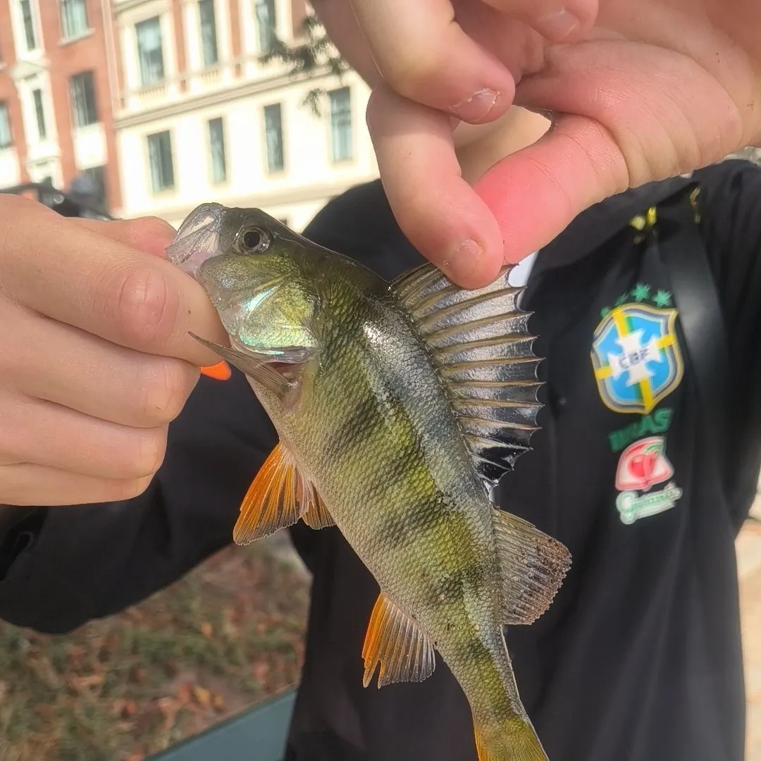 European perch caught on Fishbrain