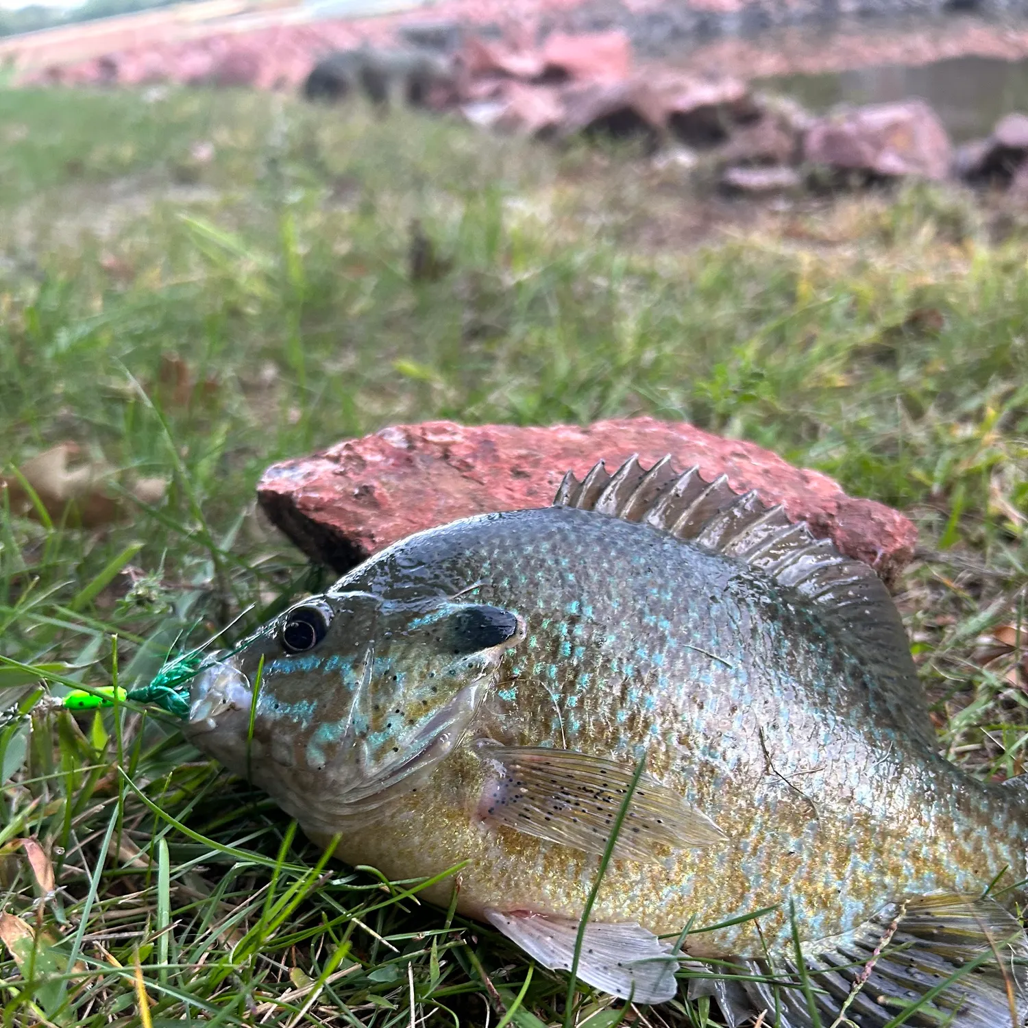Greengill hybrid caught on Fishbrain