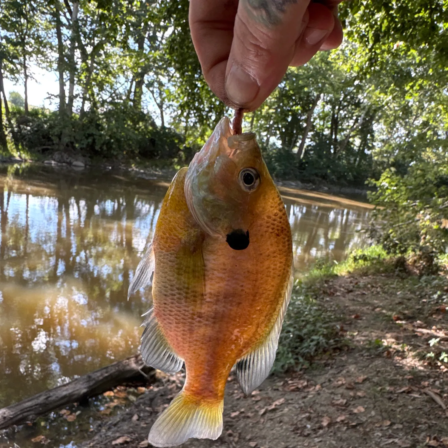 Bluegill caught on Fishbrain