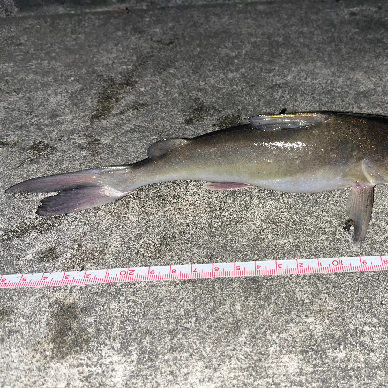 The most recent Blue salmon catfish catches on Fishbrain