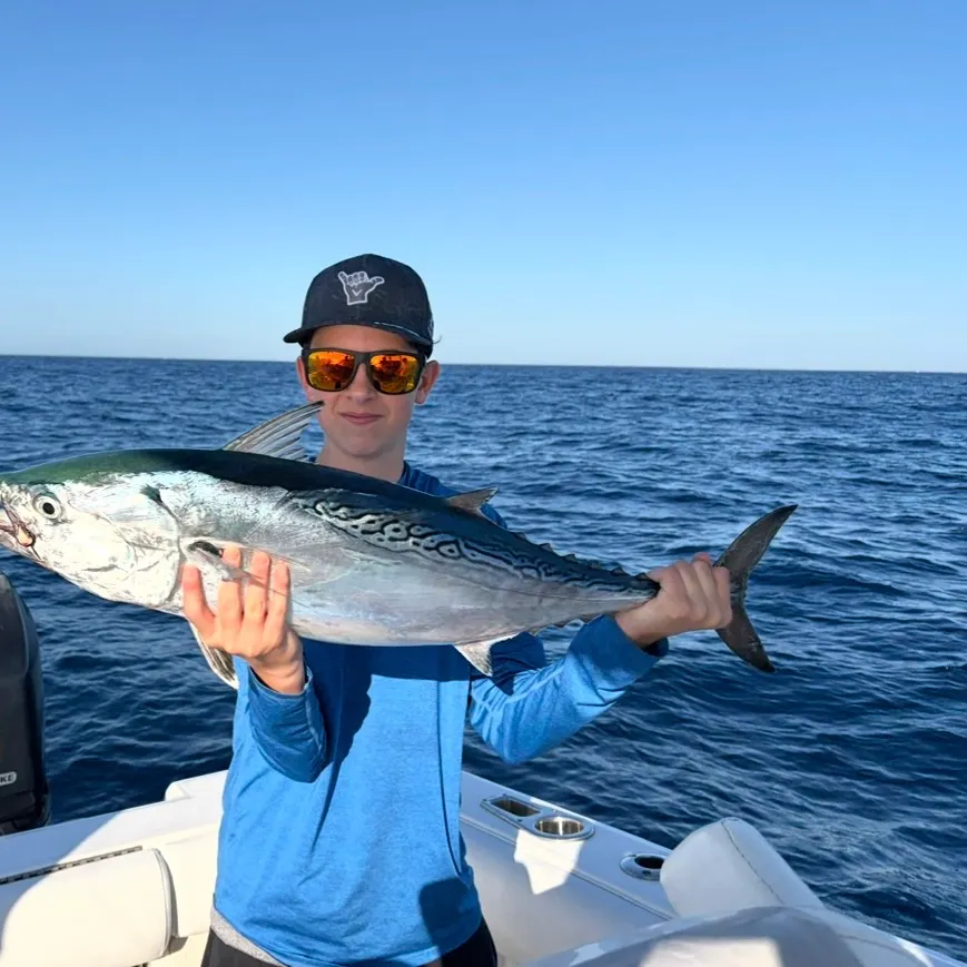 The most recent Atlantic bonito catches on Fishbrain