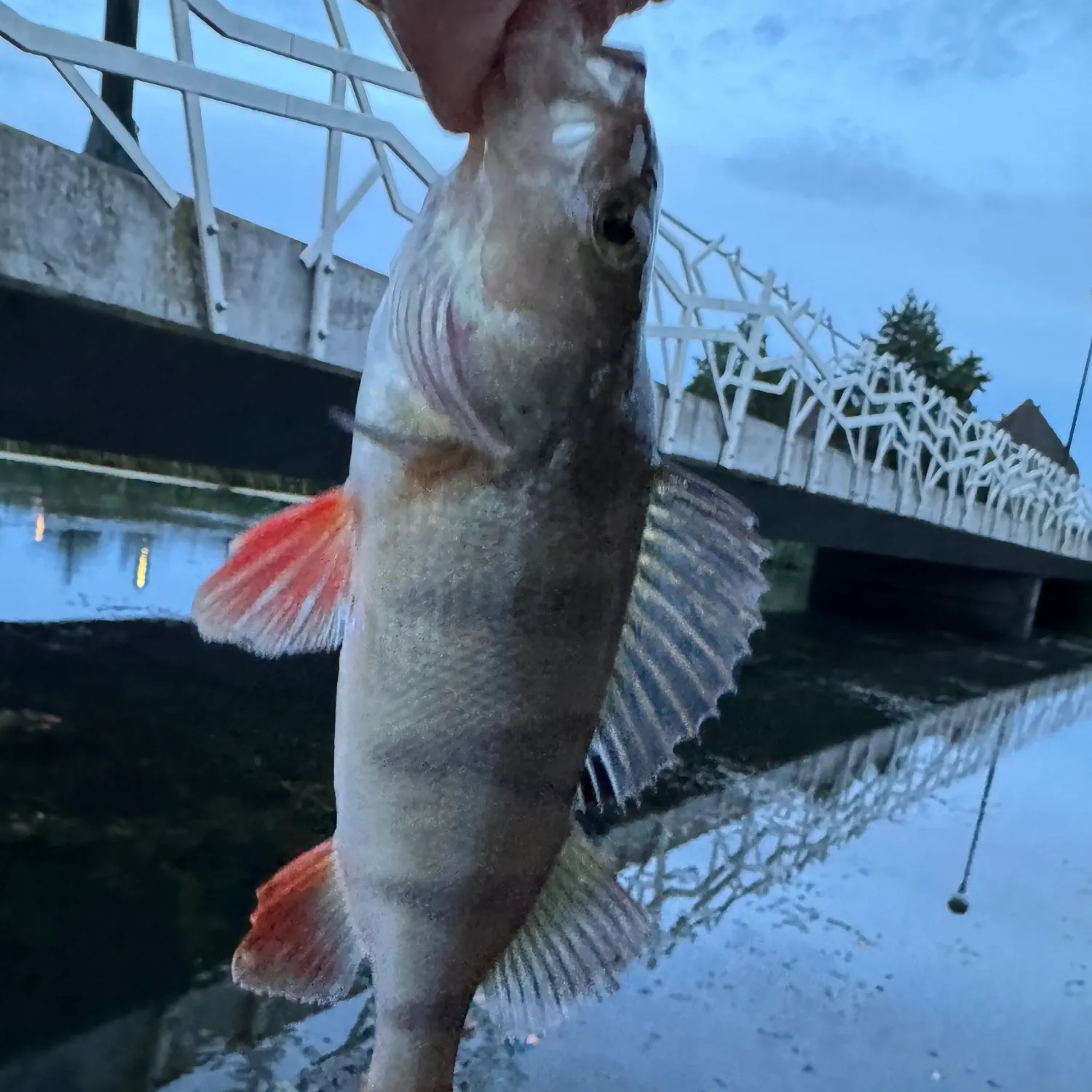 European perch caught on Fishbrain