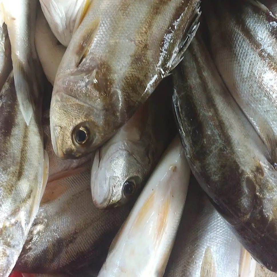 The most recent Striped whiptail catches on Fishbrain