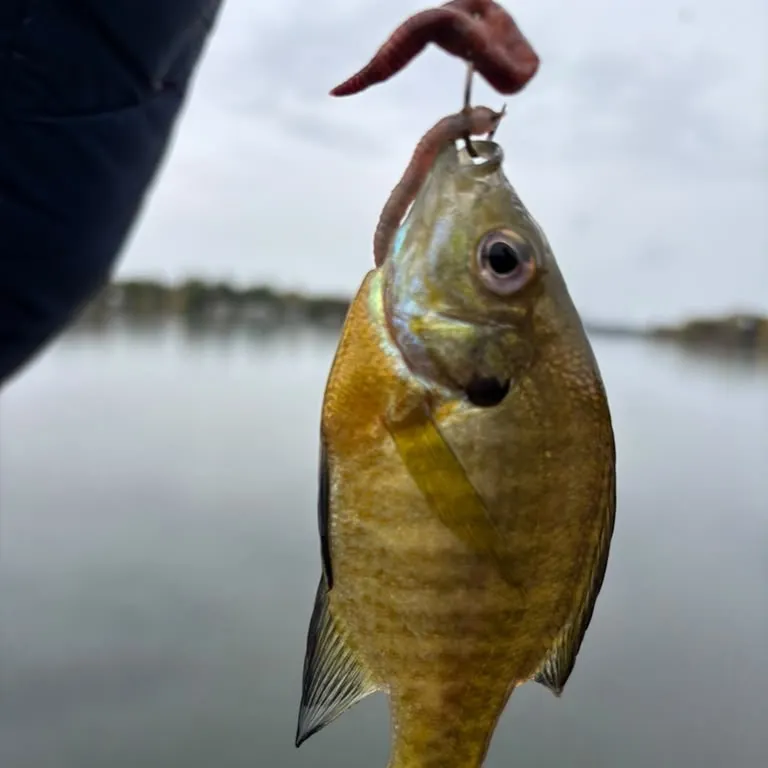 Bluegill caught on Fishbrain