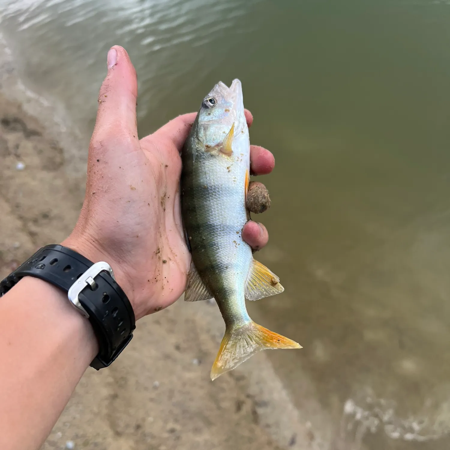 European perch caught on Fishbrain