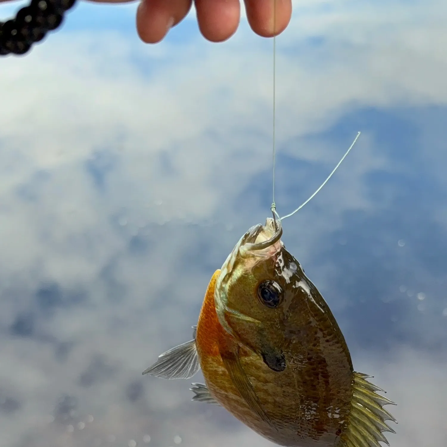 Bluegill caught on Fishbrain