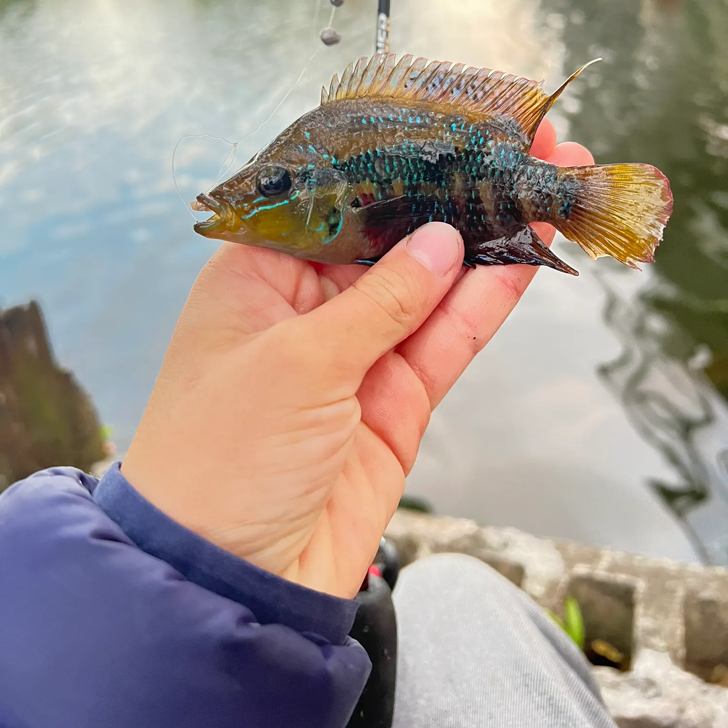 The most recent Yellowbelly cichlid catches on Fishbrain
