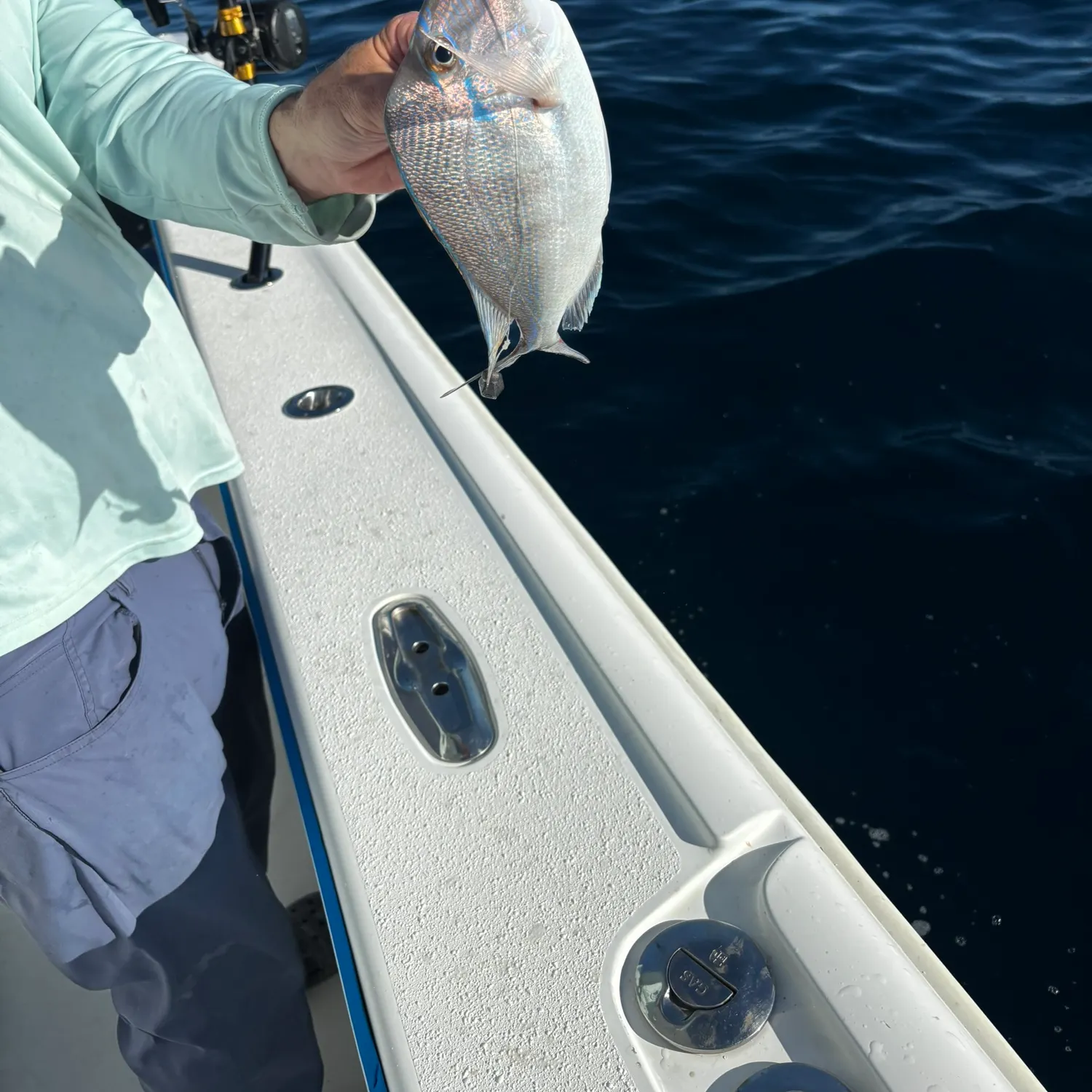 The most recent Silver porgy catches on Fishbrain