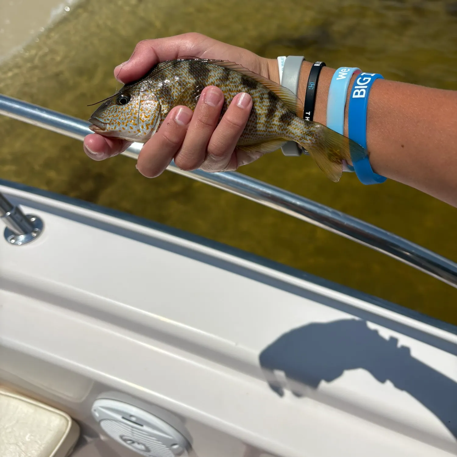 The most recent Pigfish catches on Fishbrain