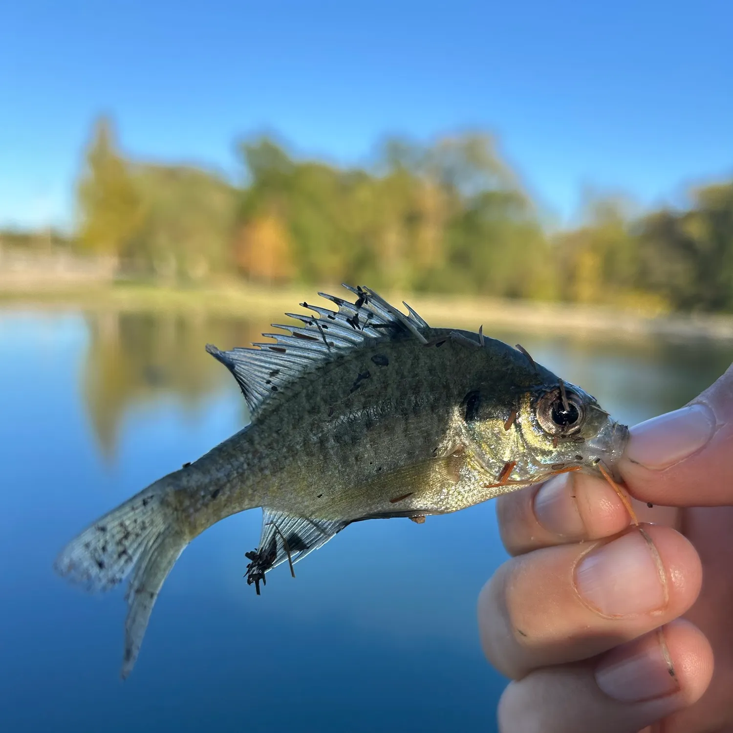 Flier caught on Fishbrain