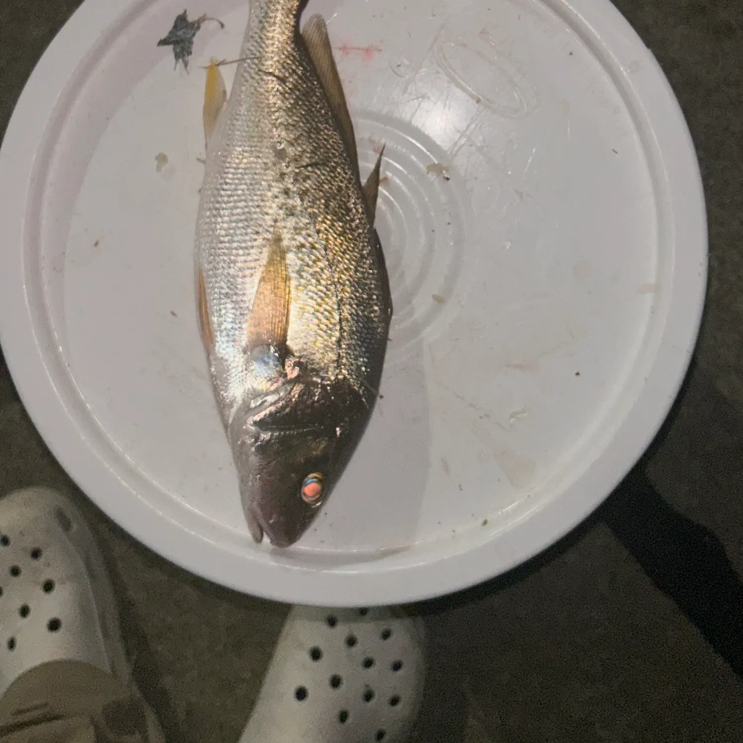 Yellowfin croaker caught on Fishbrain