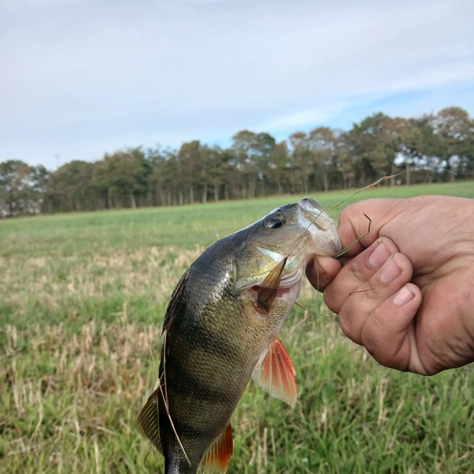 European perch caught on Fishbrain