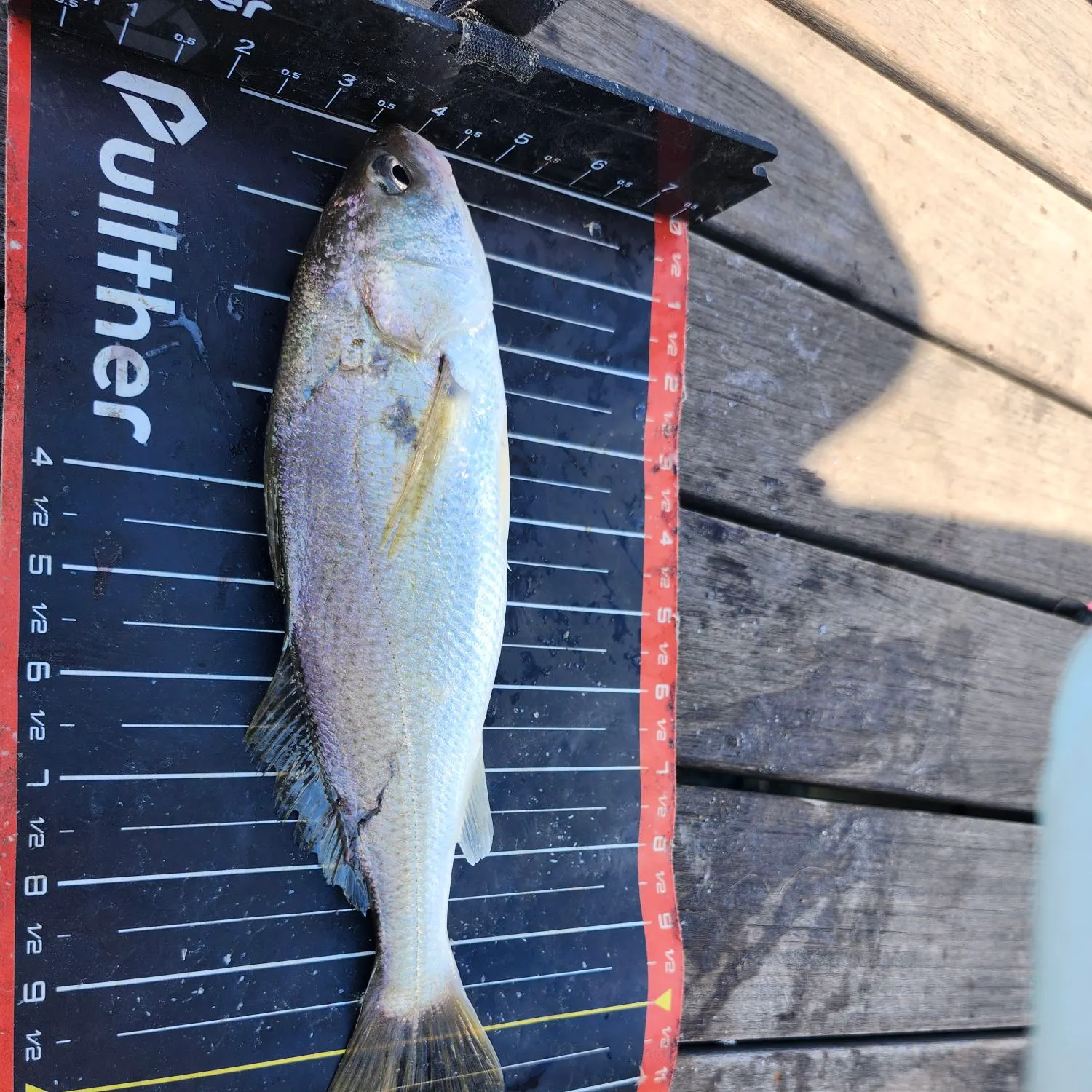 The most recent White croaker catches on Fishbrain