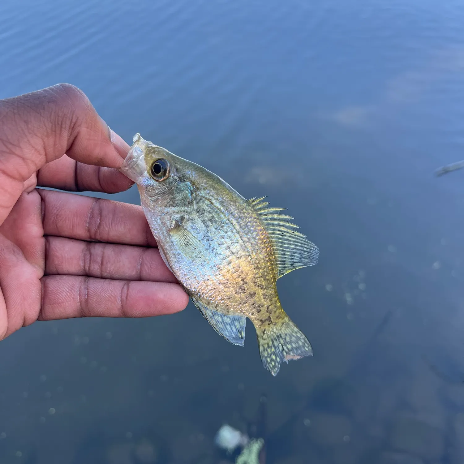 Black crappie caught on Fishbrain