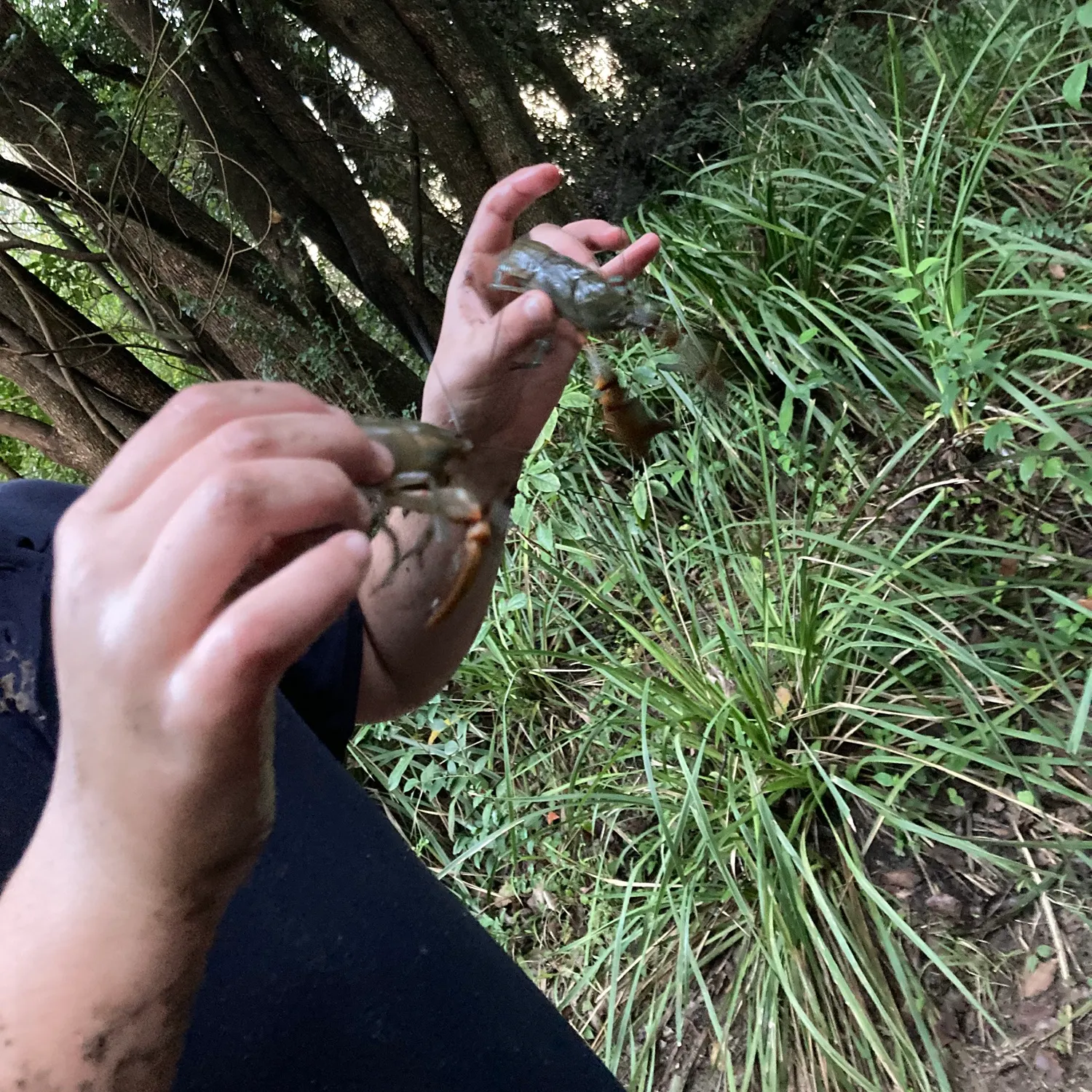 The most recent Common yabby catches on Fishbrain
