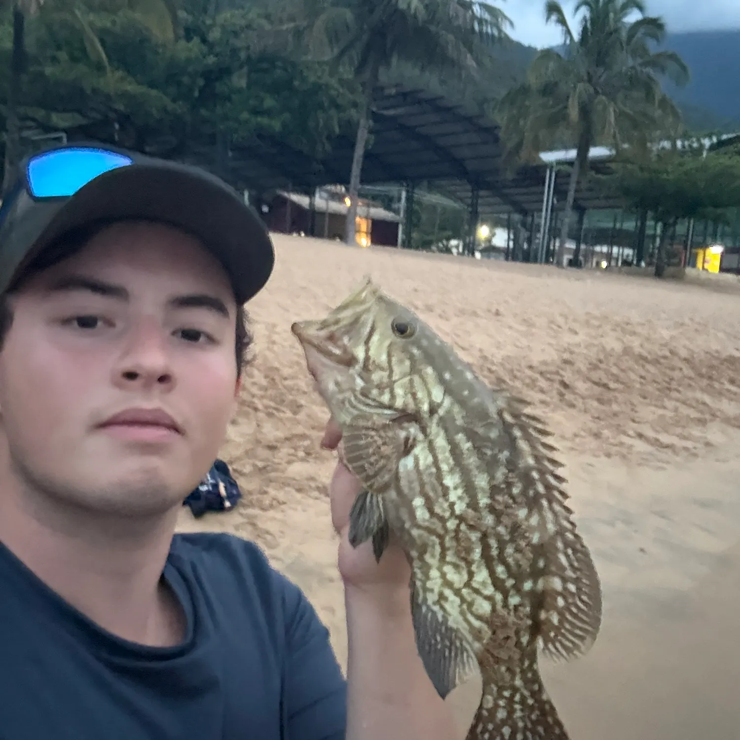 The most recent Areolate grouper catches on Fishbrain