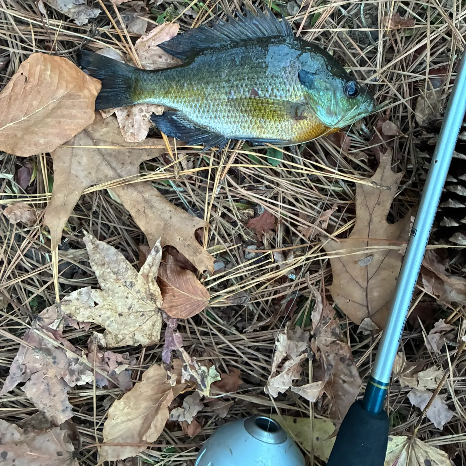 Bluegill caught on Fishbrain