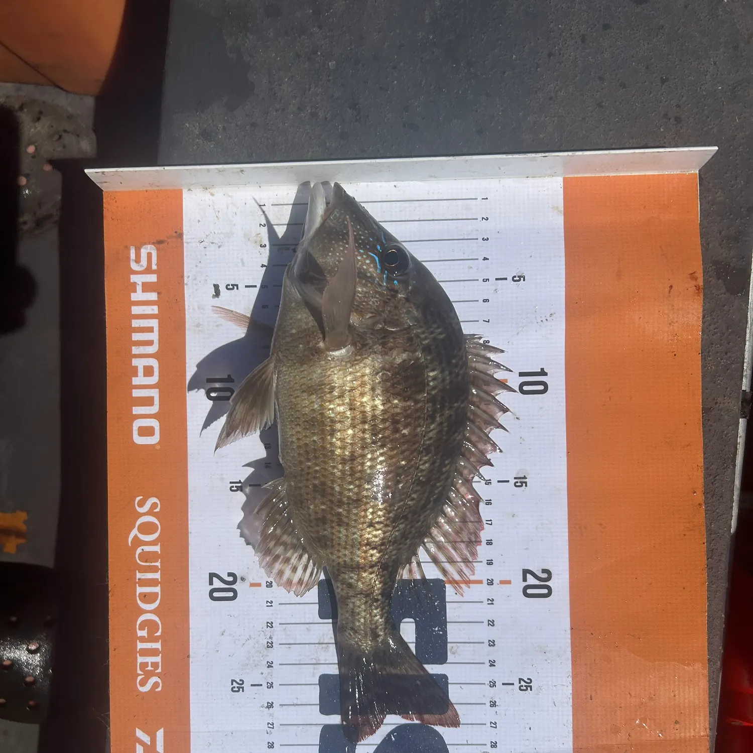 The most recent Spangled emperor catches on Fishbrain