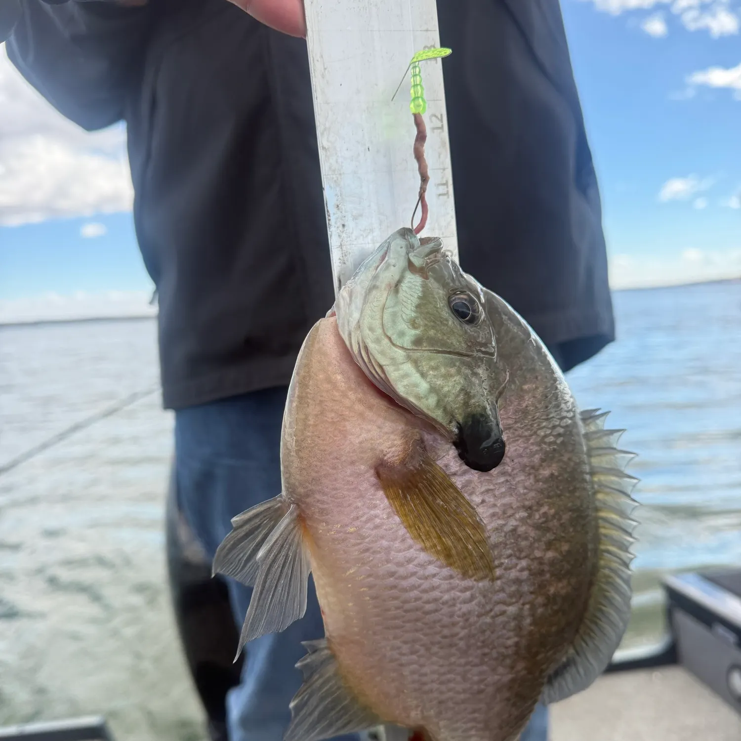Bluegill caught on Fishbrain