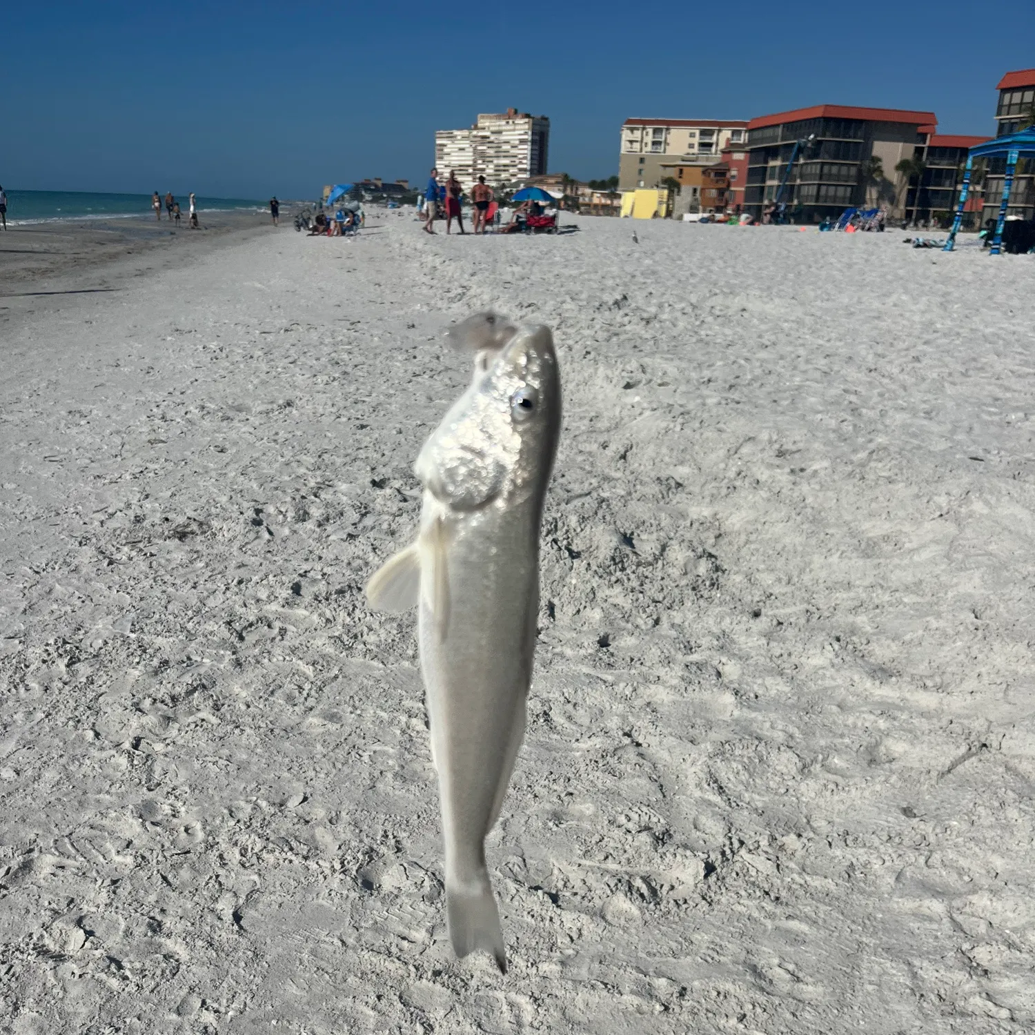 The most recent King George whiting catches on Fishbrain