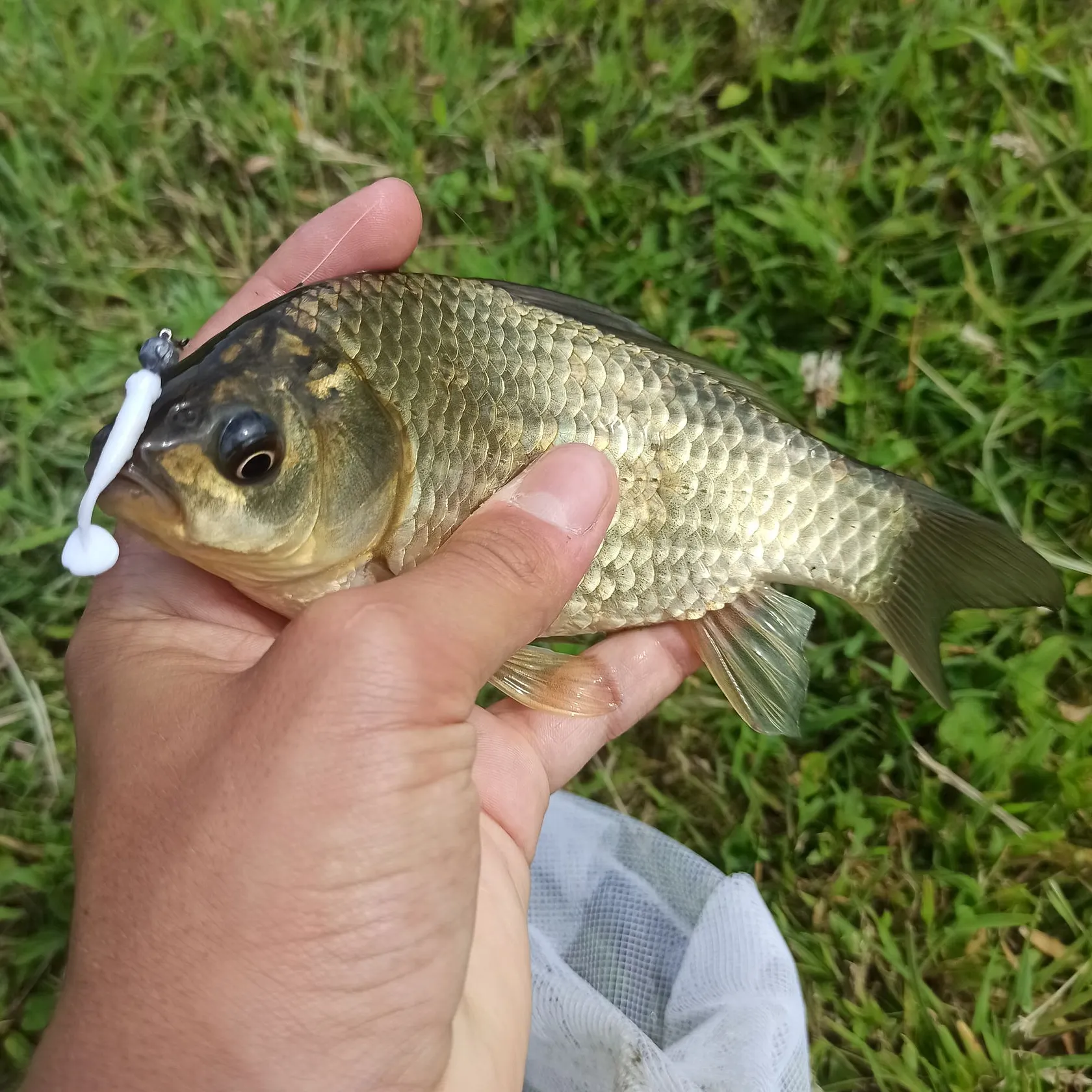 The most recent Prussian carp catches on Fishbrain
