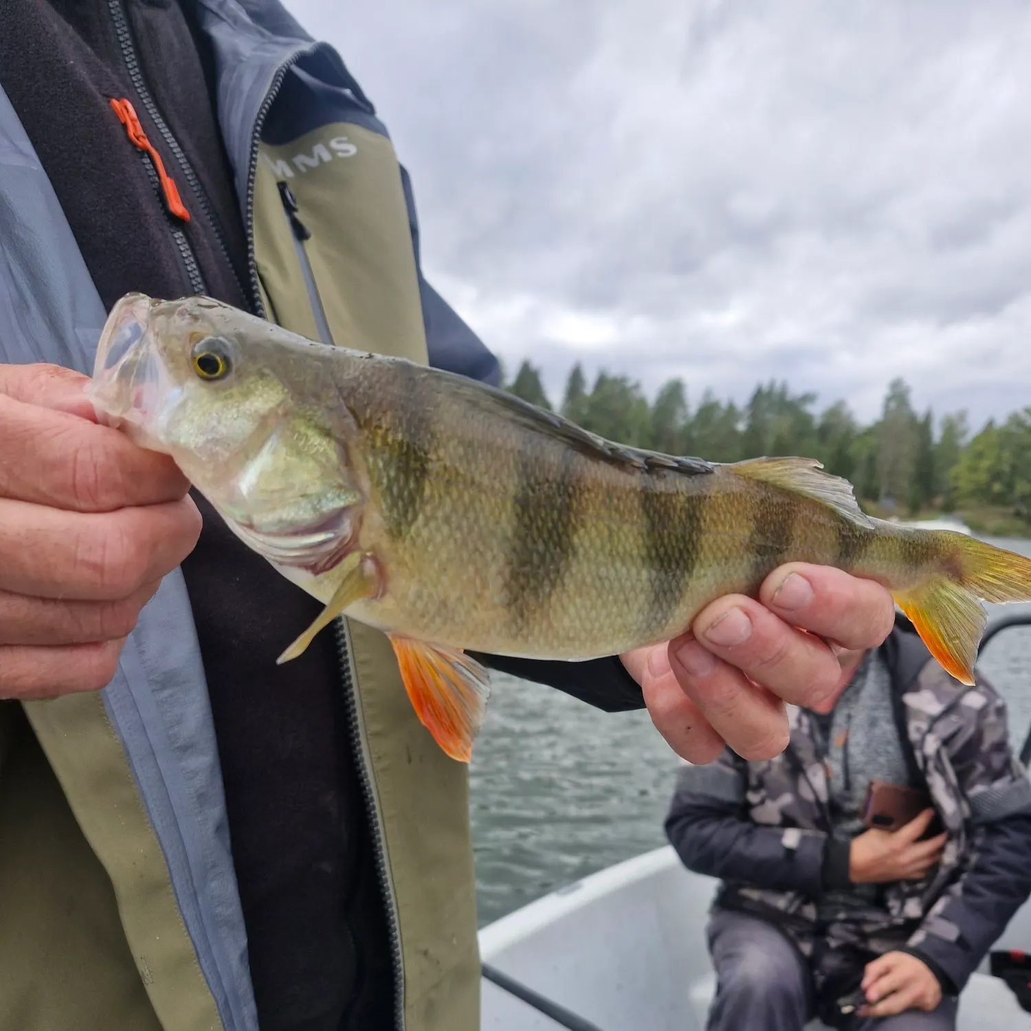 European perch caught on Fishbrain