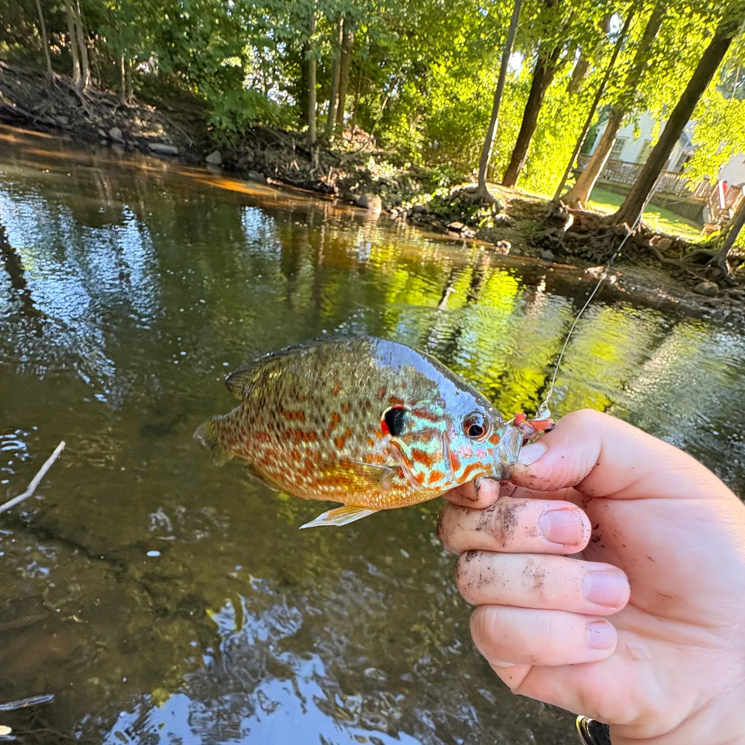 Pumpkingill hybrid caught on Fishbrain