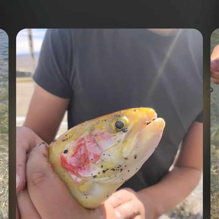 Golden rainbow trout caught on Fishbrain