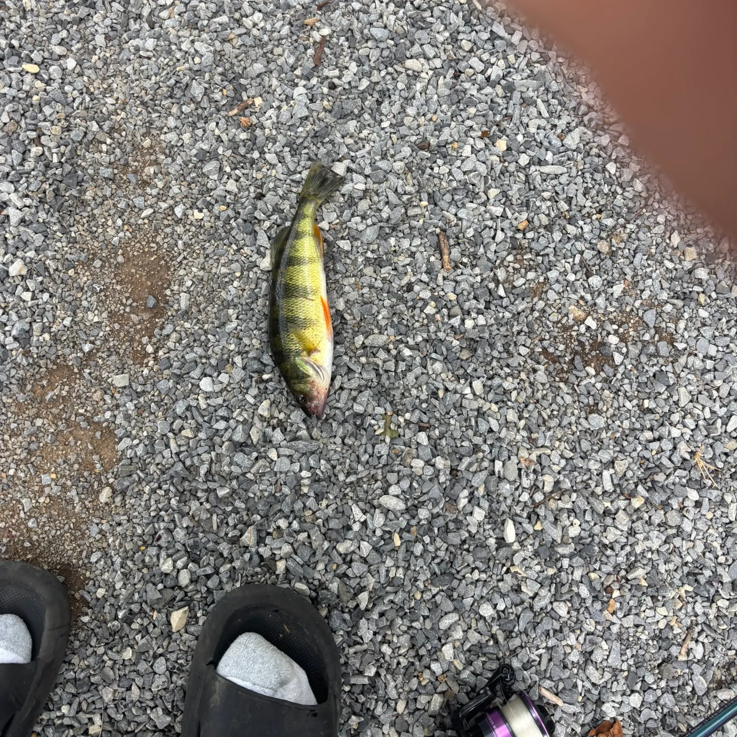 Yellow perch caught on Fishbrain