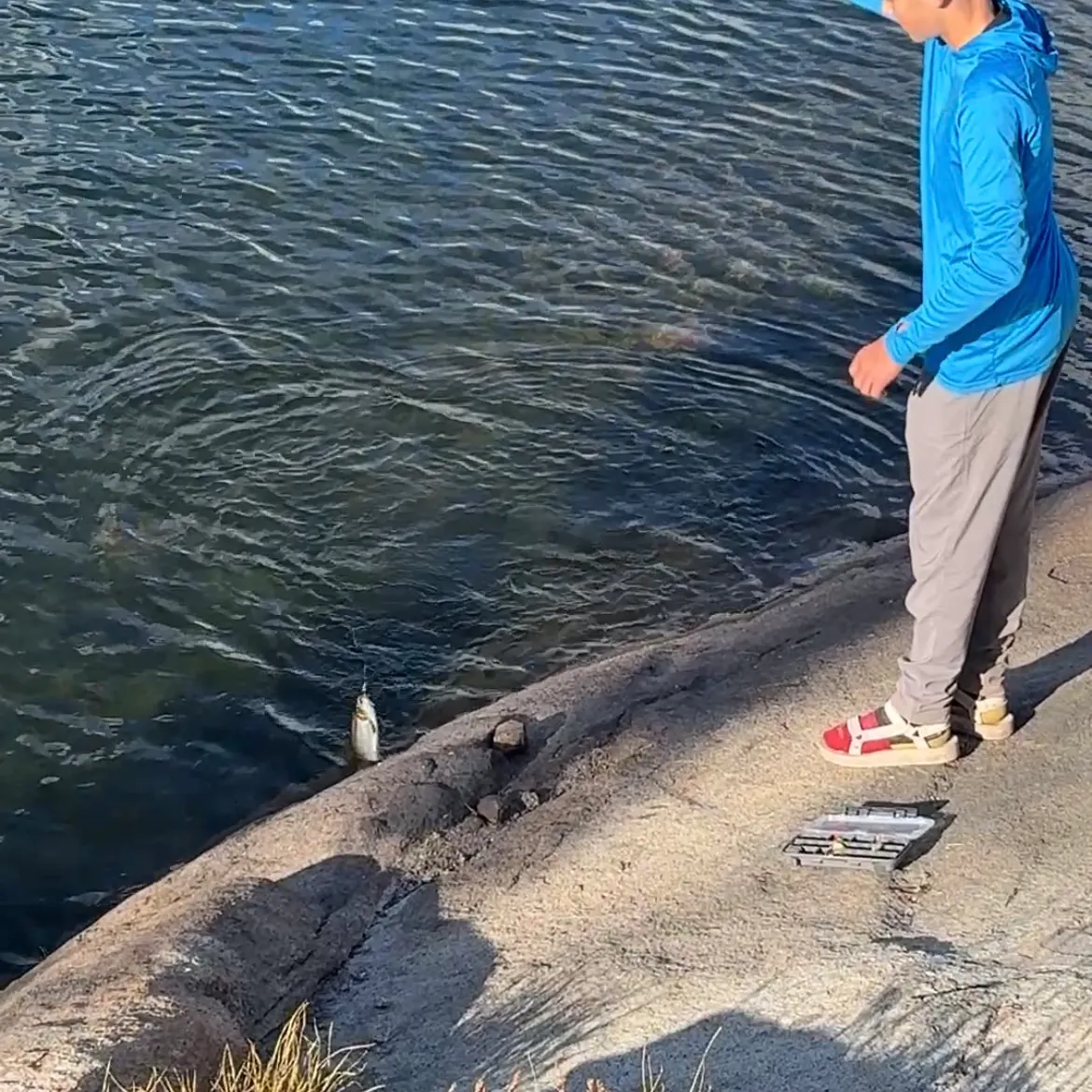 Rainbow trout caught on Fishbrain
