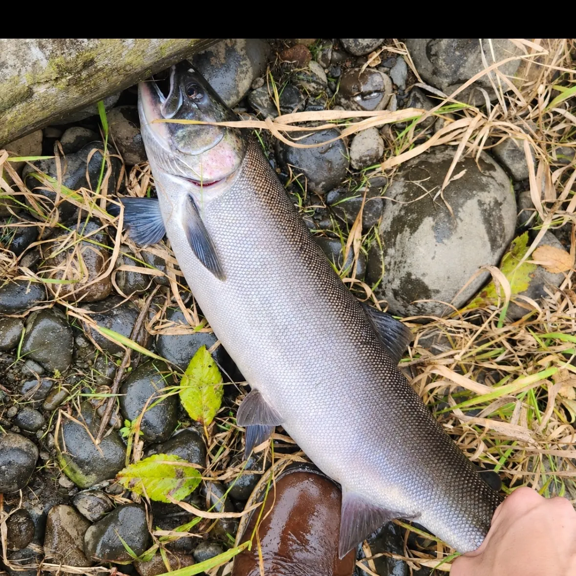 Coho salmon caught on Fishbrain