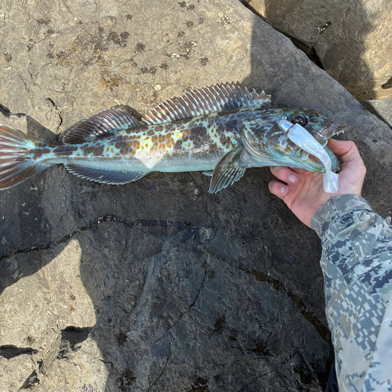 The most recent Lingcod catches on Fishbrain